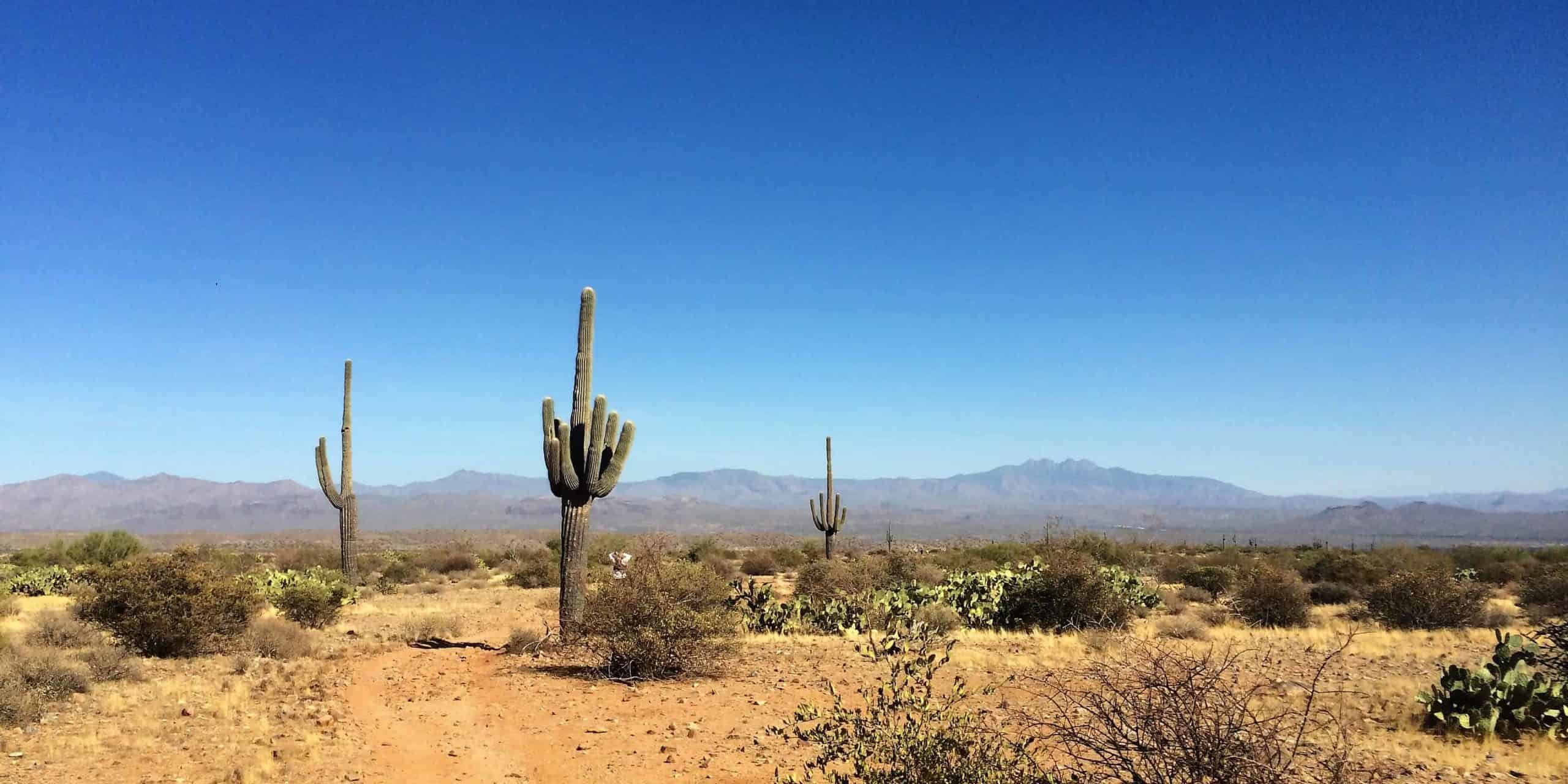 Javelina Jundred Running Comfortably Sunrise Running Company